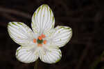 Largeleaf grass of Parnassus